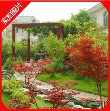 【日本紅楓】最新最全日本紅楓 產品參考信息